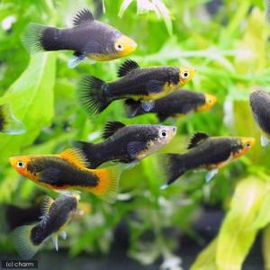 (入荷未定)(熱帯魚)ヘルメット・プラティ(6匹...の商品画像
