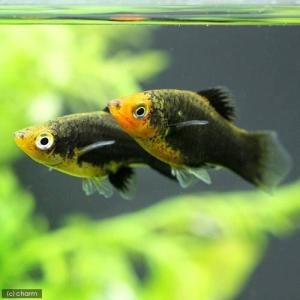 (入荷未定)(熱帯魚)ヘルメット・プラティ(6...の詳細画像1