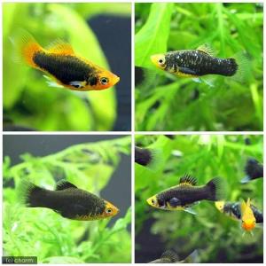 (入荷未定)(熱帯魚)ヘルメット・プラティ(6...の詳細画像2