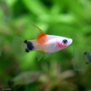 （熱帯魚）ハイフィンレッドバック・ミッキーマウスプラティ（６匹）　北海道・九州航空便要保温