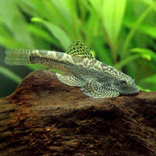 （熱帯魚）ラオスパイソン・ヒルストリームローチ（３匹）　北海道・九州航空便要保温