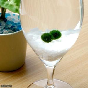 水草 国産マリモ 1個入り 無農薬 まりも お手軽 インテリア 育成簡単