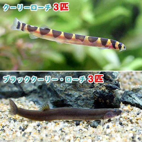 （熱帯魚）クーリーローチ（３匹）＋ブラッククーリーローチ（３匹）　北海道・九州航空便要保温