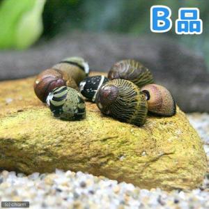 （エビ・貝）（Ｂ品）カラー石巻貝（１０匹）