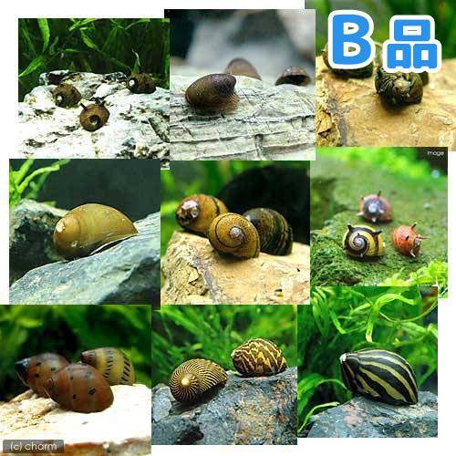 （エビ・貝）（Ｂ品）おまかせカノコ貝（４匹）　北海道・九州航空便要保温