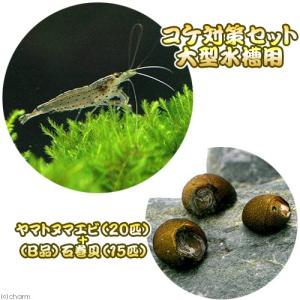 シュリンプ ザリガニ 甲殻類 エビ 貝 コケ対策セット 大型水槽用 ヤマトヌマエビ 匹 B品 石巻貝 15匹 の通販価格を比較 Jan Amazon 楽天 Yahoo等の最安値を検索 比較 Com