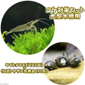 チャーム（charm） （エビ）レッドファンシータイガー・シュリンプ 