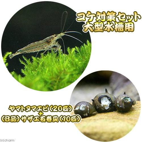 （エビ・貝）コケ対策セット　大型水槽用　ヤマトヌマエビ（２０匹）　＋（Ｂ品）サザエ石巻貝（１０匹）　...