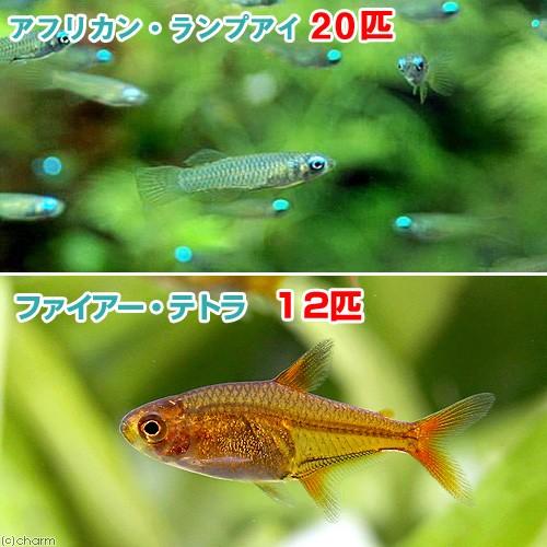 （熱帯魚）アフリカン・ランプアイ　Ｓサイズ（２０匹）＋ファイアー・テトラ（１２匹）　北海道・九州航空...