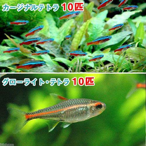 （熱帯魚）カージナルテトラ（ワイルド）（１０匹）＋グローライト・テトラ（１０匹）　北海道・九州航空便...