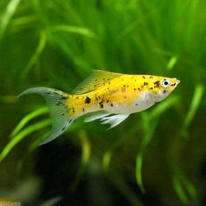(熱帯魚)ミックスライヤーテールモーリー(4匹)...の商品画像