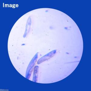 (生餌)死着保証なし ゾウリムシミックス イン...の詳細画像1