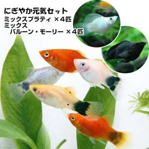 （熱帯魚）ミックスプラティ＋ミックスバルーンモーリー（各４匹）　北海道・九州航空便要保温｜chanet