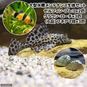 （熱帯魚）大型水槽向き　メンテナンス生体セット　北海道・九州航空便要保温｜chanet