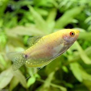 (熱帯魚)ゴールデン・グラミー(1匹) 北海道...の詳細画像1