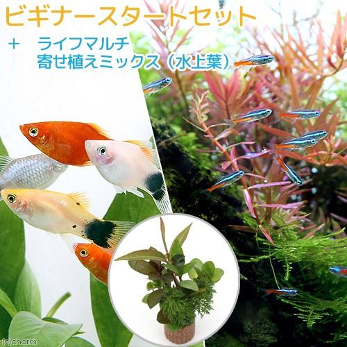 （熱帯魚）（水草）ビギナースタートセット　ネオンテトラ（１０匹）＋ミックスプラティ（４匹）　北海道・...