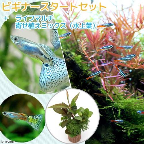 （熱帯魚）（水草）ビギナースタートセット　ネオンテトラ（１０匹）＋国産ミックスグッピー（２ペア）　北...