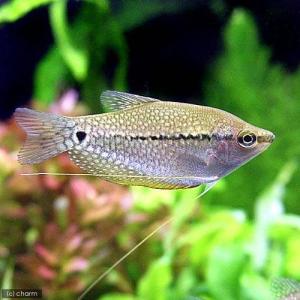 (熱帯魚)パール・グラミー(4匹) 北海道・九...の詳細画像1