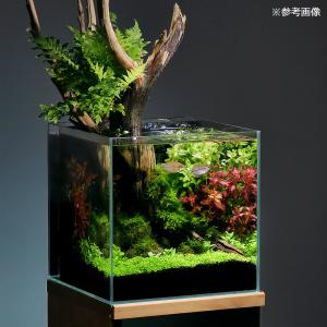 (熱帯魚)パール・グラミー(4匹) 北海道・九...の詳細画像2