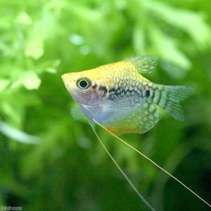(熱帯魚)ゴールデンバルーンパールグラミー(3匹...の商品画像