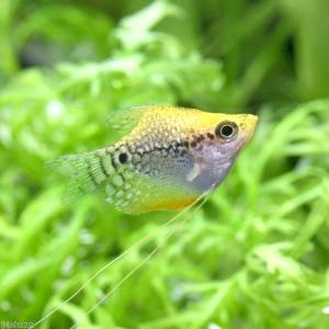 (熱帯魚)ゴールデンバルーンパールグラミー(3...の詳細画像1