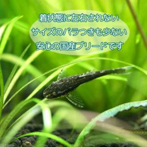 (熱帯魚)オトシンネグロ(国産ブリード)(4匹...の詳細画像1