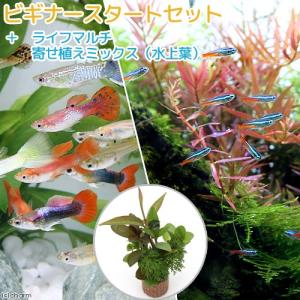 （熱帯魚）（水草）ビギナースタートセット　ネオンテトラ（１０匹）＋外国産ミックスグッピー（３ペア）　北海道・九州航空便要保温