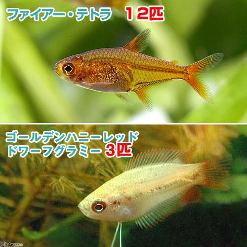 （熱帯魚）ゴールデンハニーレッド・ドワーフグラミー（３匹）＋ファイアー・テトラ（１２匹）　北海道航空...