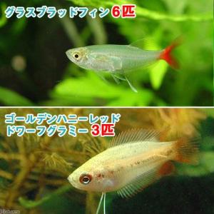 （熱帯魚）ゴールデンハニーレッド・ドワーフグラミー（３匹）＋グラスブラッドフィン（６匹）　北海道・九州航空便要保温｜チャーム charm ヤフー店