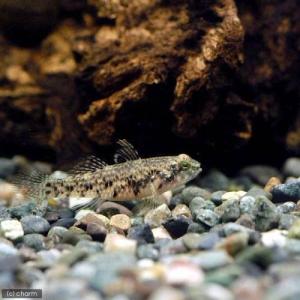 （淡水魚）ヒナハゼ（５匹）　北海道・九州航空便要保温