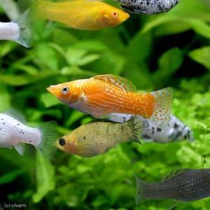 (熱帯魚)ミックス・モーリー(10匹) 北海道・...の商品画像