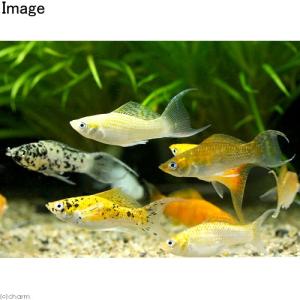 (熱帯魚)ミックスライヤーテールモーリー(12...の詳細画像1