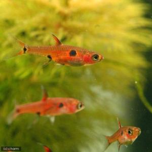 （熱帯魚）ボララス・マキュラータ（５匹）　北海道・九州航空便要保温