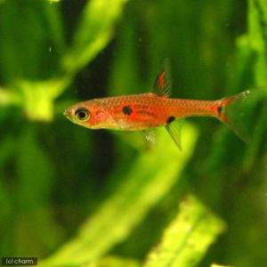 (熱帯魚)ボララス・マキュラータ(5匹) 北海...の詳細画像1