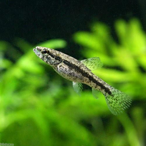 （熱帯魚）タイガーホーリー　ペルー（１匹）　北海道・九州航空便要保温