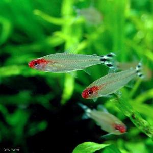 色で選ぶ 赤系 カラシン テトラ等 熱帯魚 エビ他 チャーム Charm Paypayモール店 通販 Paypayモール