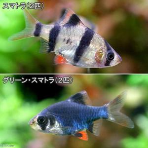 (熱帯魚)スマトラ(2匹)+グリーンスマトラ(2...の商品画像