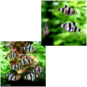 (熱帯魚)スマトラ(2匹)+グリーンスマトラ(...の詳細画像1