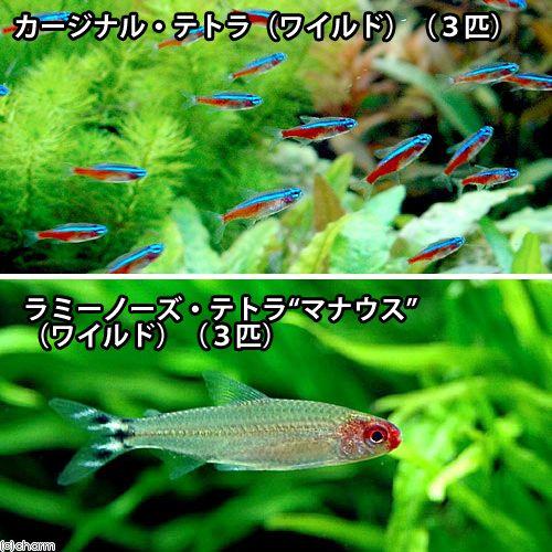 （熱帯魚）カージナルテトラ（ワイルド）（３匹）　＋ラミーノーズ・テトラ　マナウス（ワイルド）（３匹）...