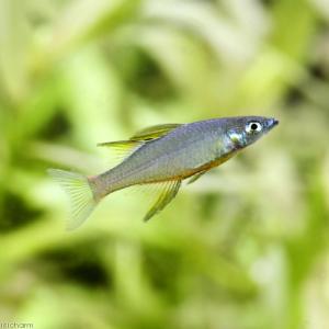 (熱帯魚)ニューギニアレインボー(1ペア) 北...の詳細画像2