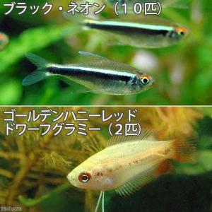 （熱帯魚）ブラック・ネオン（１０匹）　＋　ゴールデンハニーレッド・ドワーフグラミー（２匹）　北海道・九州航空便要保温｜chanet