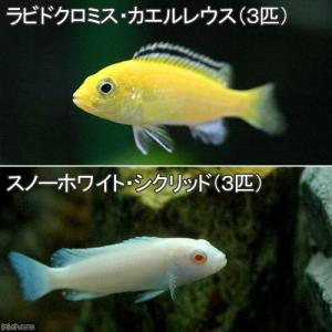 （熱帯魚）ラビドクロミス・カエルレウス（３匹）＋スノーホワイト・シクリッド（３匹）　北海道・九州航空便要保温