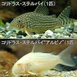 （熱帯魚）コリドラス・ステルバイ（１匹）＋コリドラス・ステルバイ　アルビノ（１匹）　北海道・九州航空便要保温