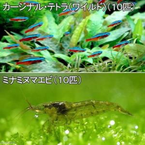 （熱帯魚）カージナルテトラ（ワイルド）（１０匹）　＋ミナミヌマエビ（１０匹）　北海道・九州航空便要保温