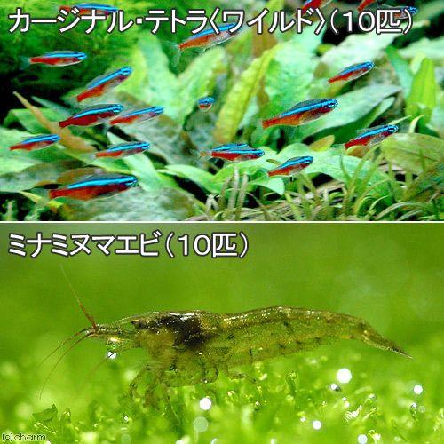 （熱帯魚）カージナルテトラ（ワイルド）（１０匹）　＋ミナミヌマエビ（１０匹）　北海道・九州航空便要保...