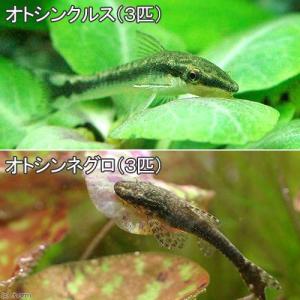 （熱帯魚）オトシンクルス（３匹）＋オトシンネグロ（３匹）　北海道・九州航空便要保温