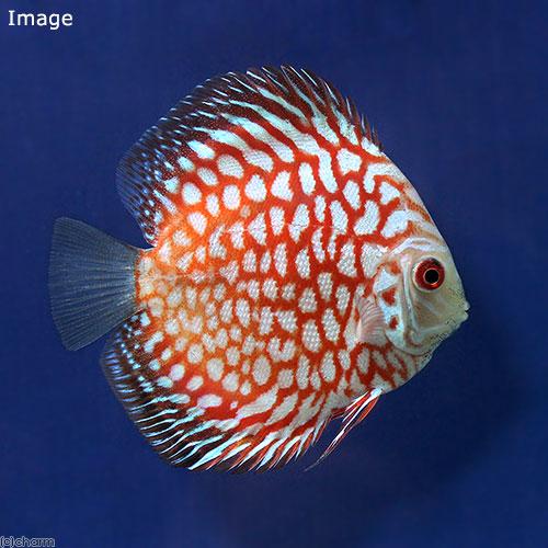 （熱帯魚）ラフレシア・ディスカス（Ｓサイズ）（ペナンブリード）（１匹）　沖縄別途送料　北海道・九州航...
