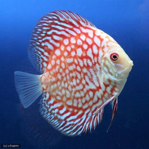 （熱帯魚）ラフレシア・ディスカス（Ｍサイズ）（ペナンブリード）（１匹）　北海道・九州航空便要保温