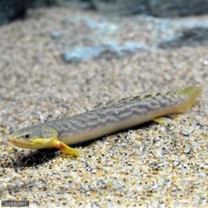 （入荷未定）（熱帯魚）ポリプテルス・パルマス・ブュティコフェリー　ギニア産　Ｓサイズ（約６〜１０ｃｍ）（ワイルド）（１匹）　北海道・九州航空便要保温