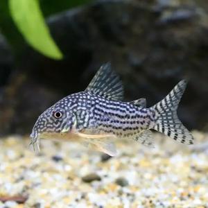 (熱帯魚)コリドラス・ステルバイ(5匹) 北海...の詳細画像1